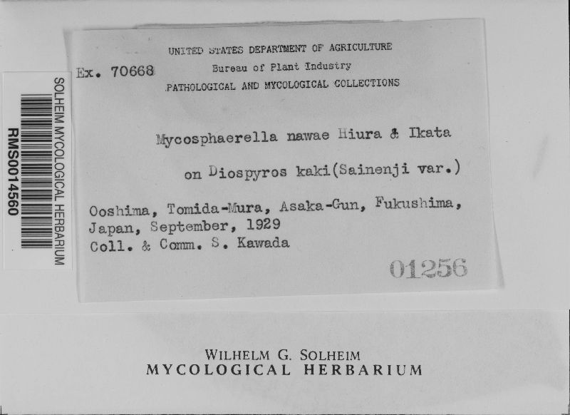 Mycosphaerella nawae image