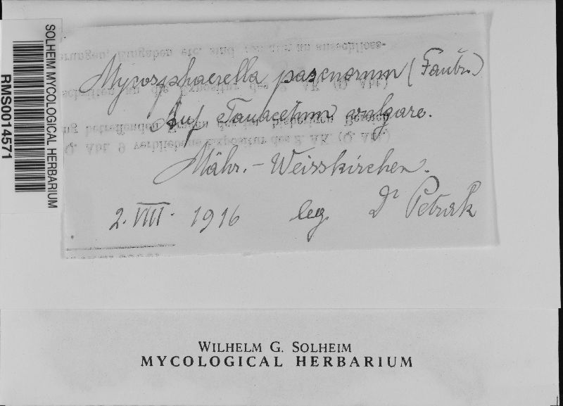Mycosphaerella pascuorum image