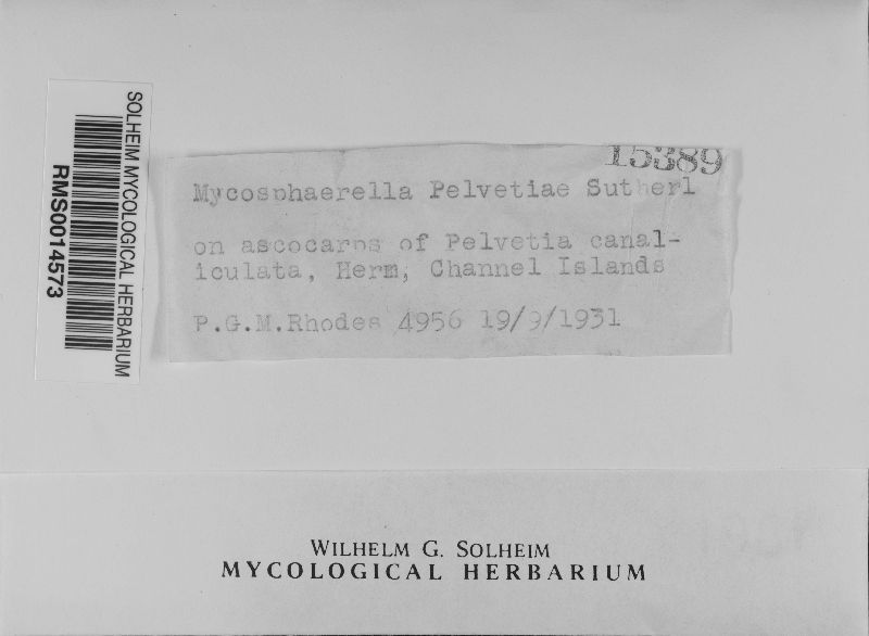 Mycosphaerella pelvetiae image