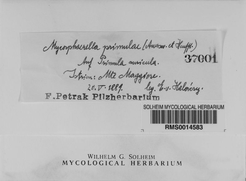 Mycosphaerella primulae image