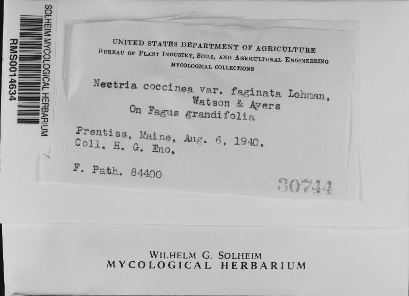 Nectria coccinea var. faginata image