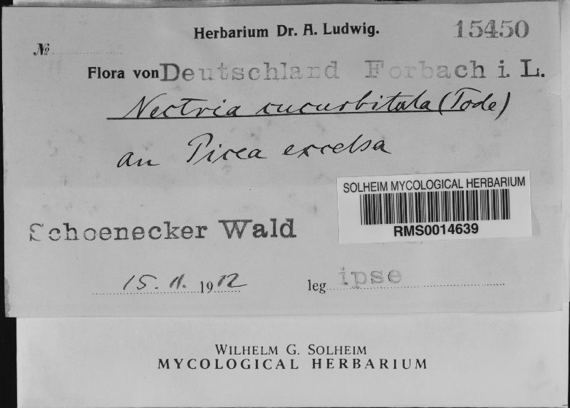 Thyronectria cucurbitula image
