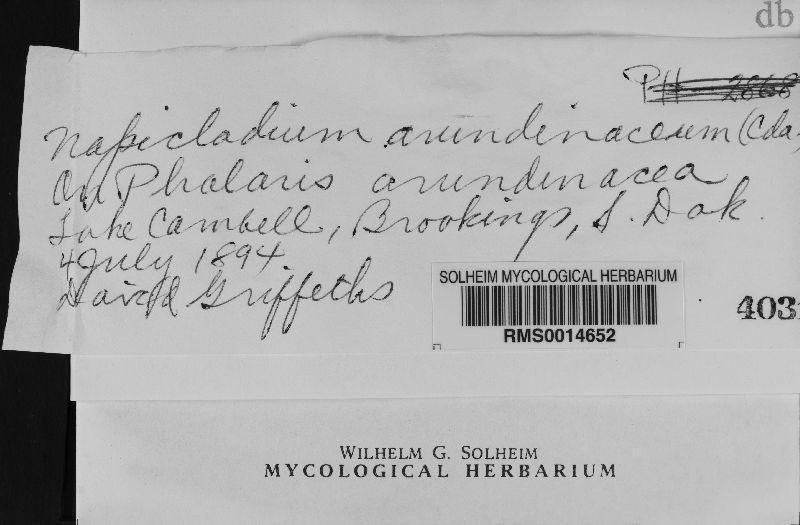 Deightoniella image