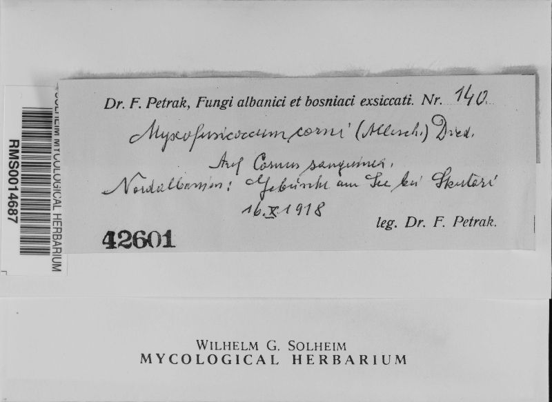 Myxofusicoccum corni image
