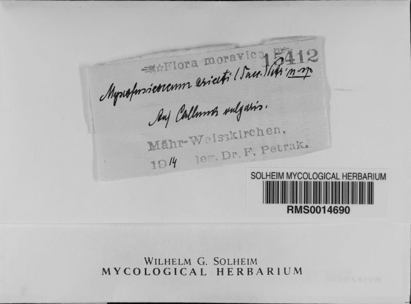 Myxofusicoccum ericeti image