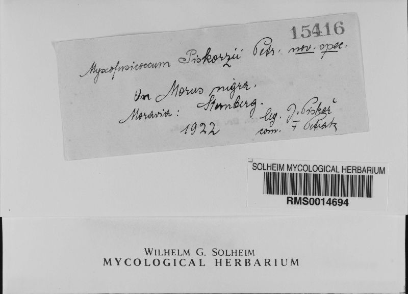 Myxofusicoccum piskorzii image