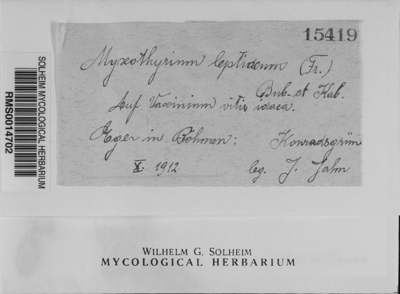 Myxothyrium leptideum image