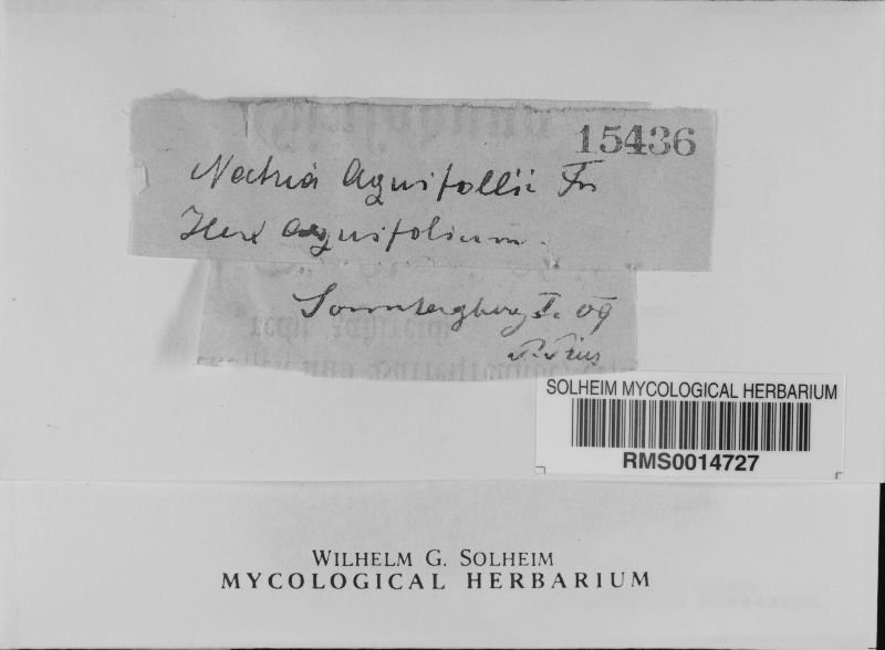 Nectria aquifolii image