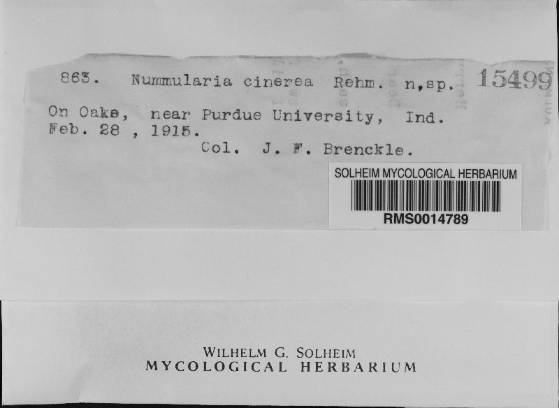 Jumillera cinerea image