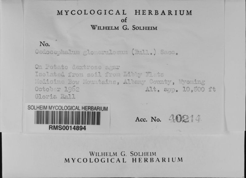 Oedocephalum glomerulosum image