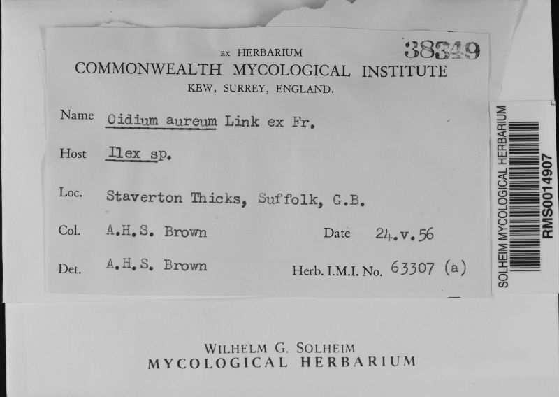 Botryobasidium aureum image