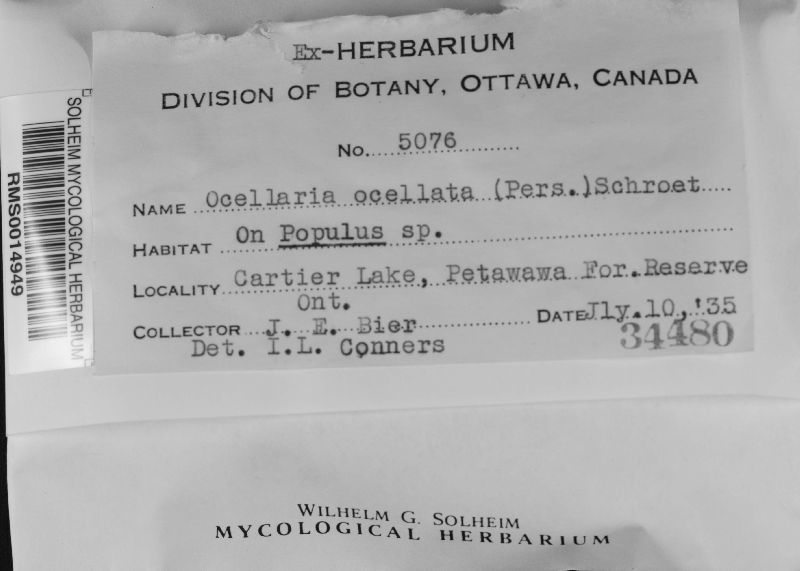Pezicula ocellata image