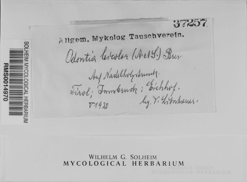 Resinicium image