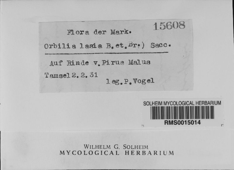 Habrostictis rubra image