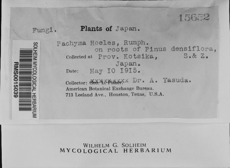 Pachyma hoelen image
