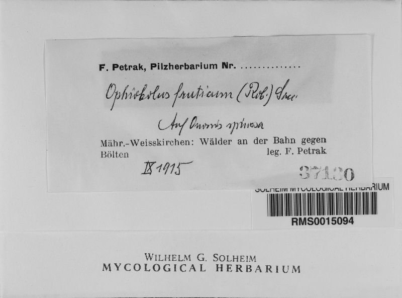 Ophiobolus fruticum image
