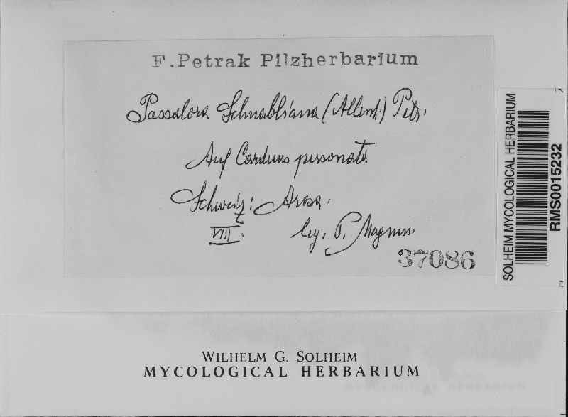 Passalora schnabliana image