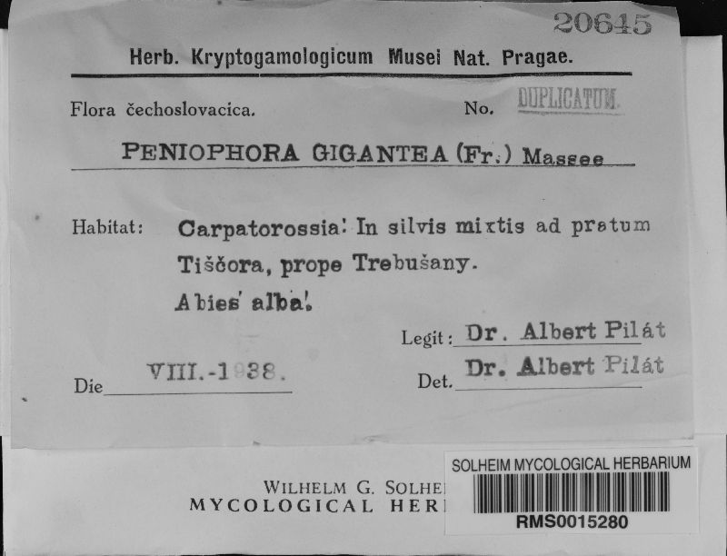Phlebiopsis gigantea image