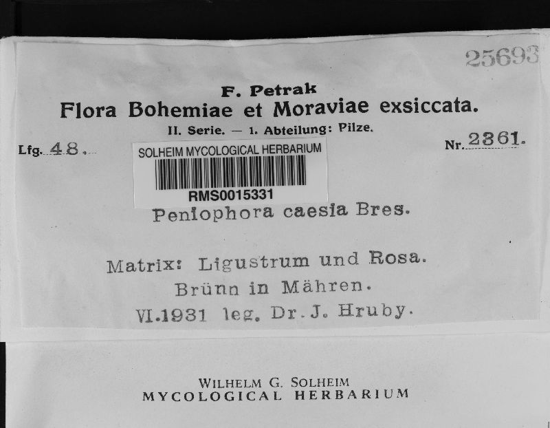 Peniophora lycii image