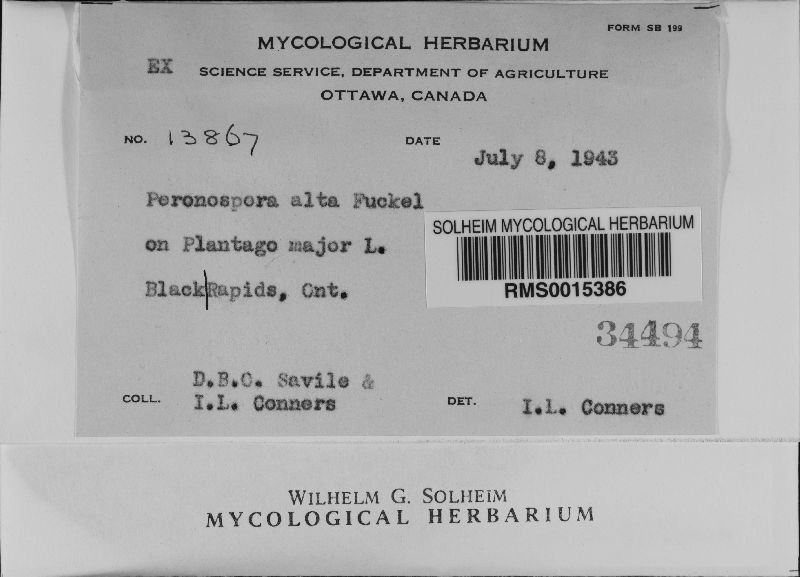 Peronospora alta image