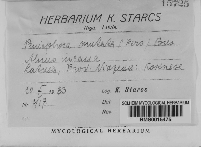 Mutatoderma mutatum image
