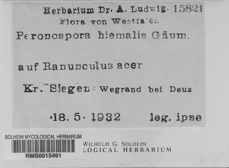 Peronospora hiemalis image