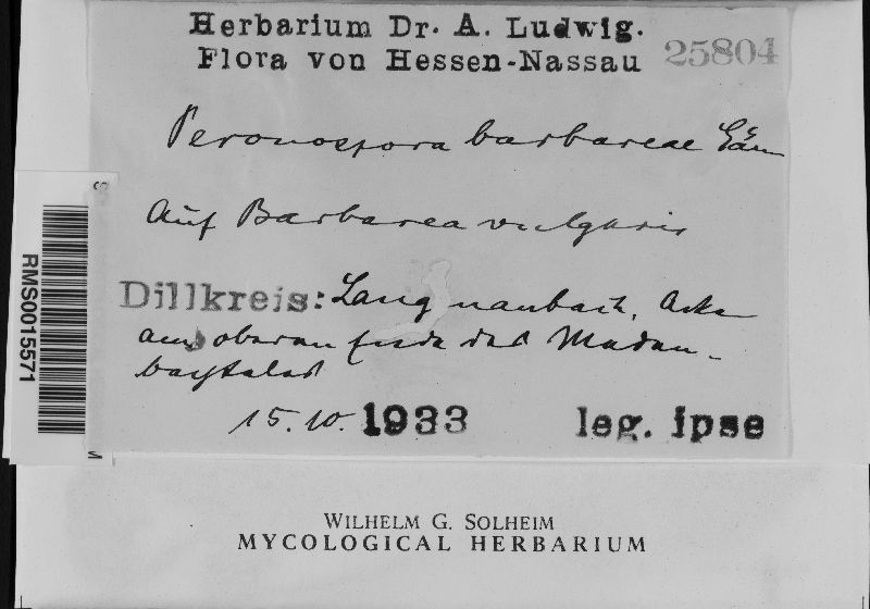Peronospora barbareae image