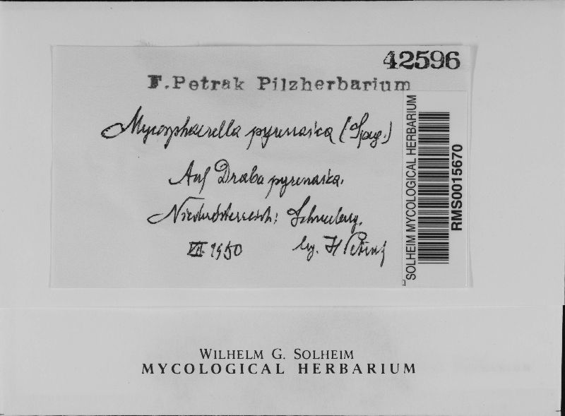 Mycosphaerella pyrenaica image