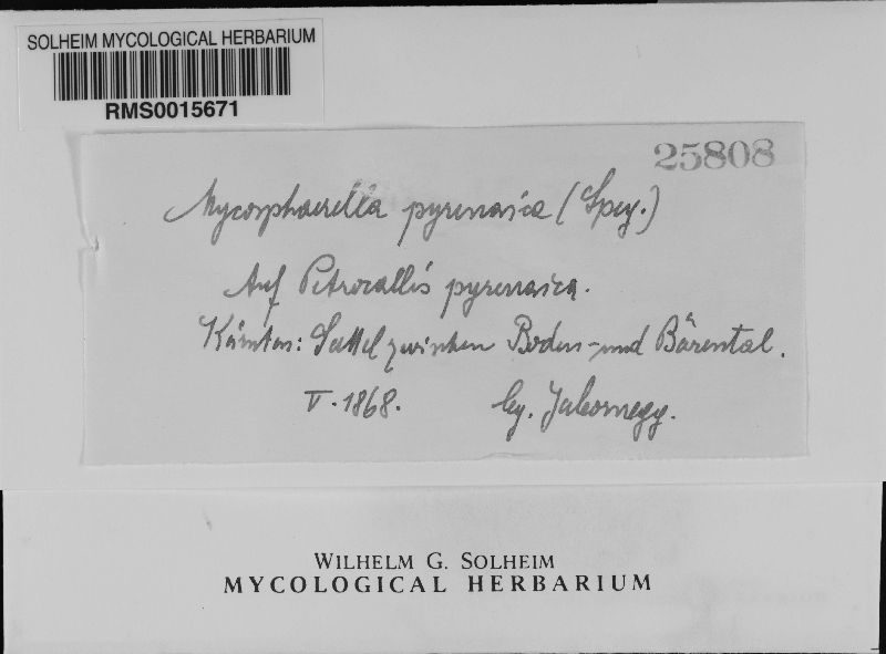Mycosphaerella pyrenaica image