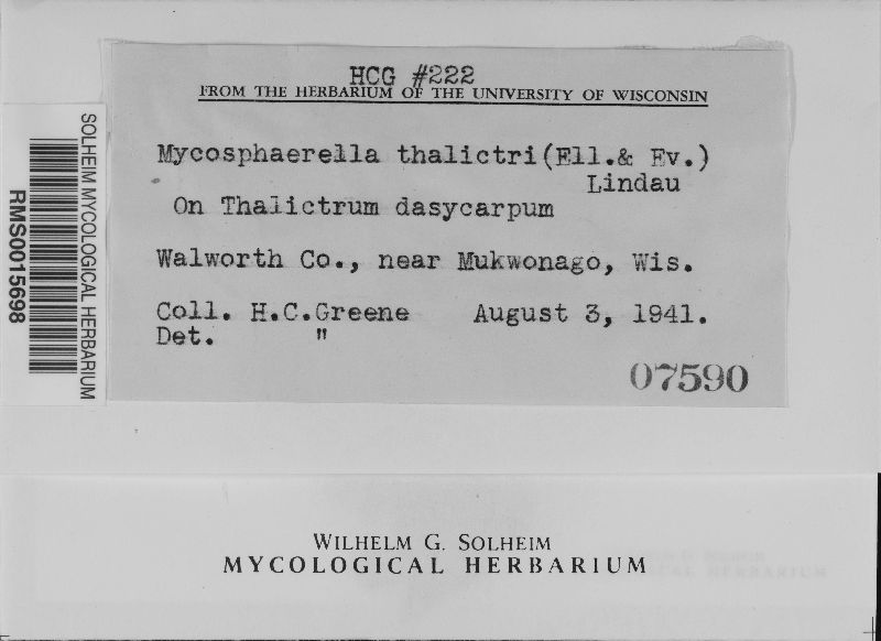 Mycosphaerella thalictri image
