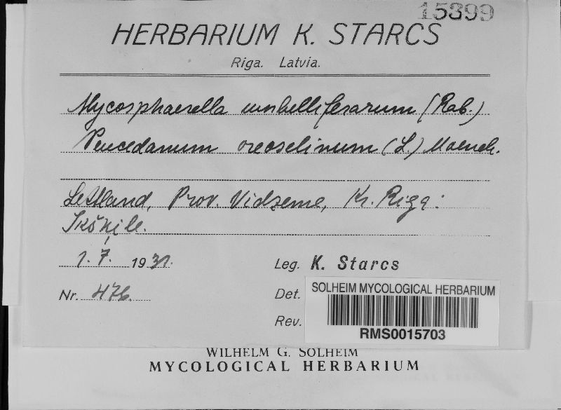 Mycosphaerella umbelliferarum image