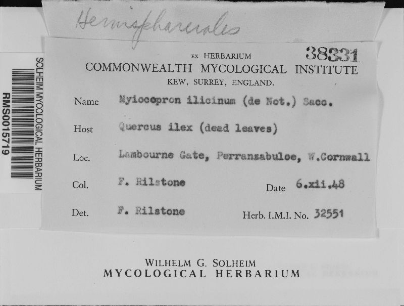 Muyocopron ilicinum image