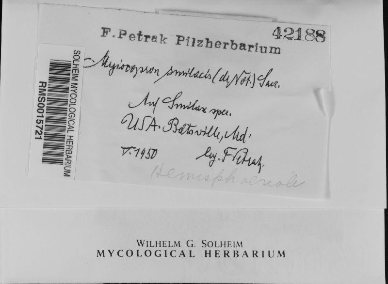 Muyocopron smilacis image