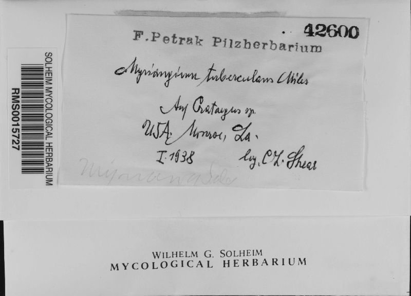 Myriangium tuberculans image