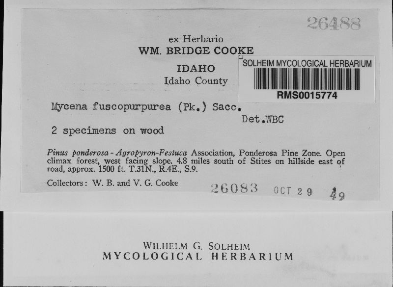 Mycena fuscopurpurea image
