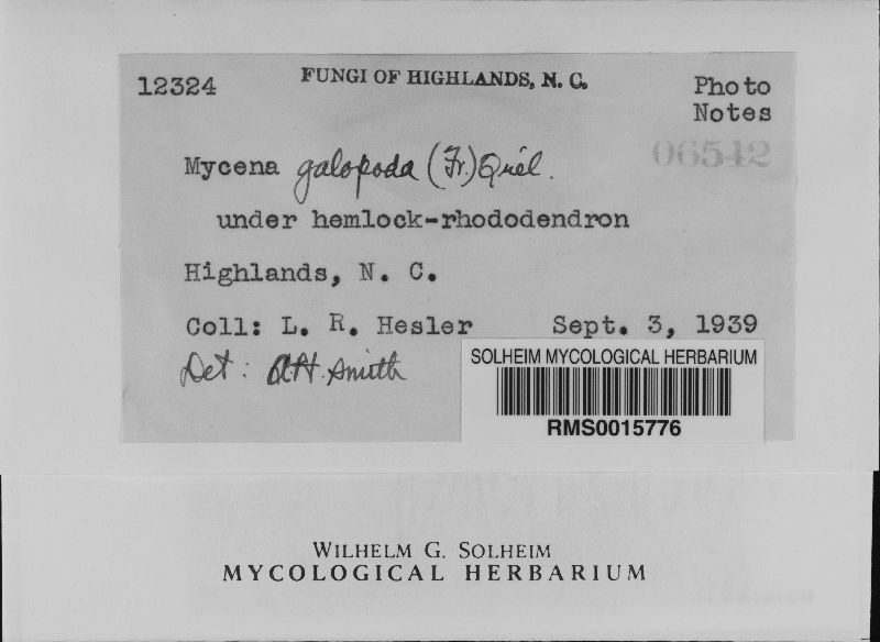 Mycena galopoda image