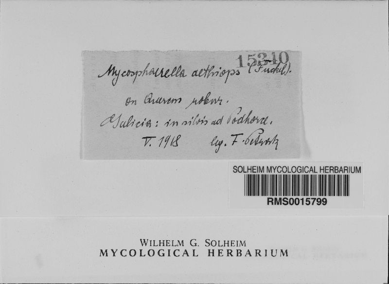 Mycosphaerella aethiops image