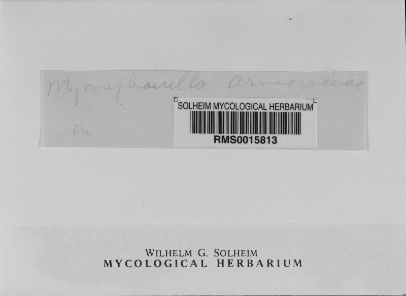 Mycosphaerella armoraciae image