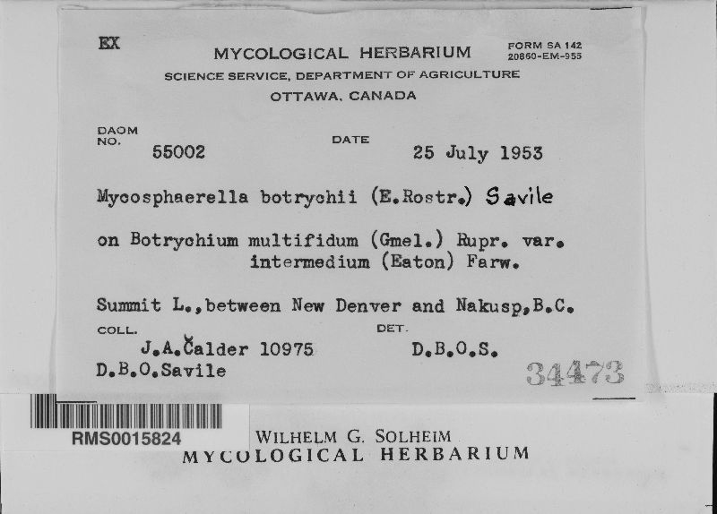 Mycosphaerella botrychii image