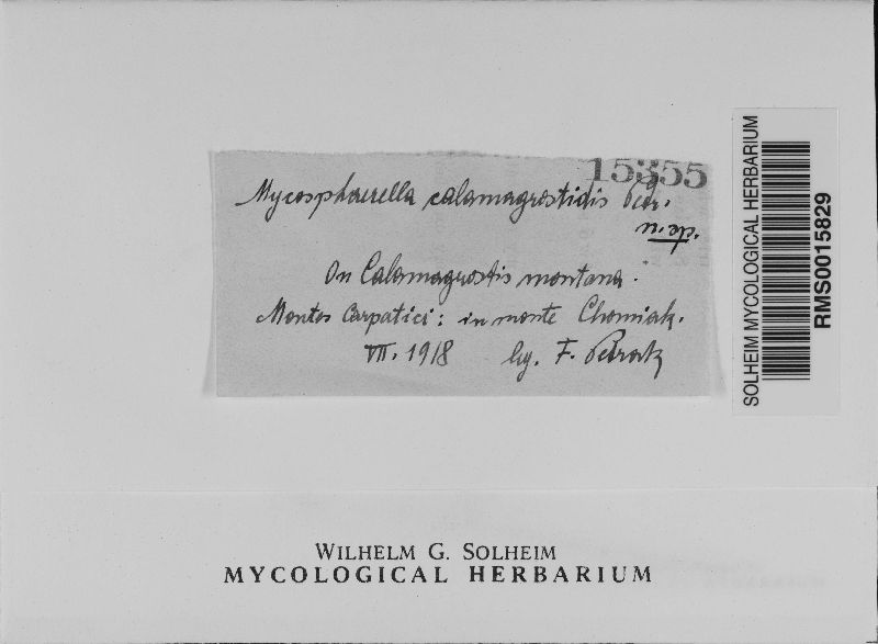 Mycosphaerella calamagrostidis image