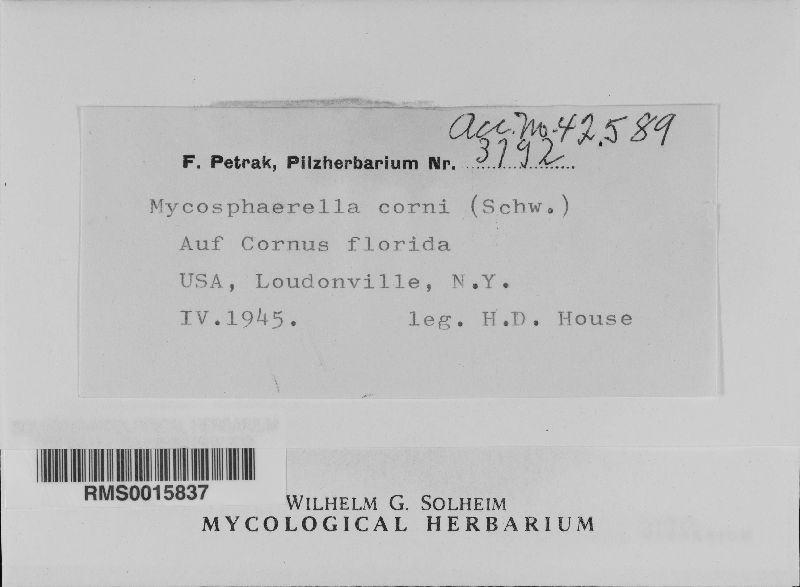 Mycosphaerella corni image