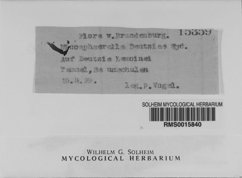 Mycosphaerella deutziae image
