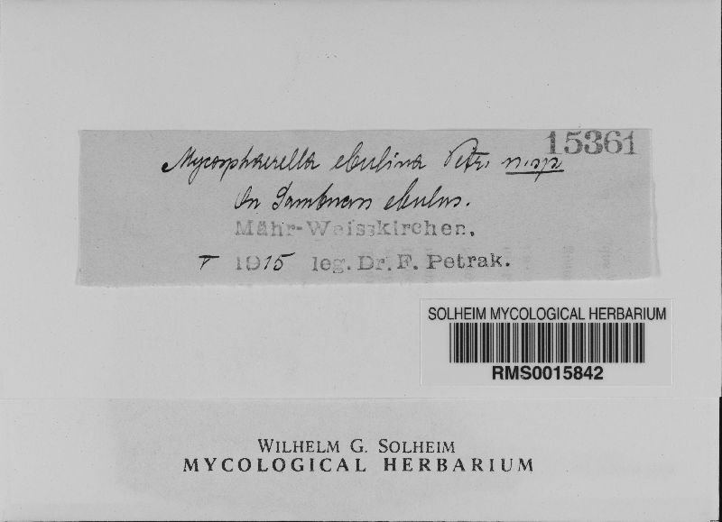 Mycosphaerella ebulina image