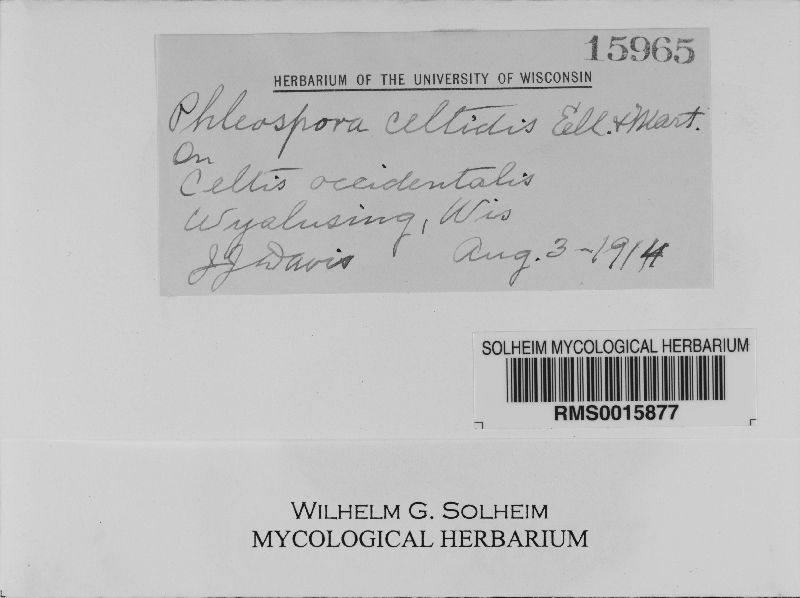 Phloeospora celtidis image