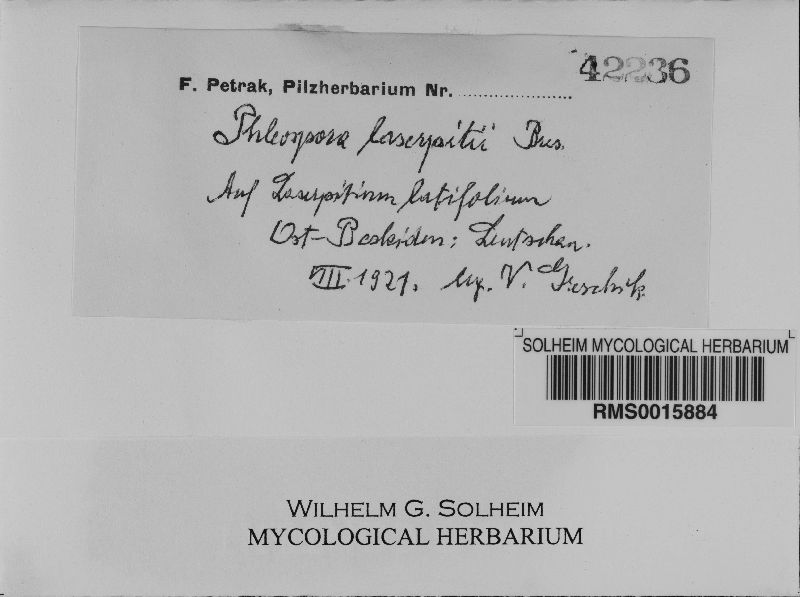 Phloeospora laserpitii image