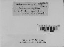 Phloeospora laserpitii image