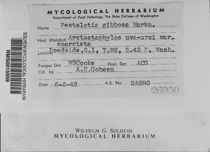 Pestalotia gibbosa image