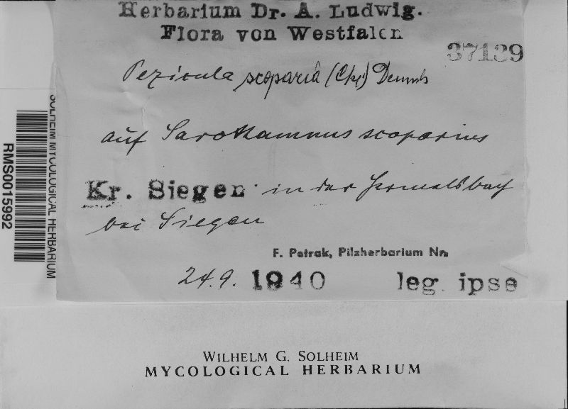 Pezicula scoparia image