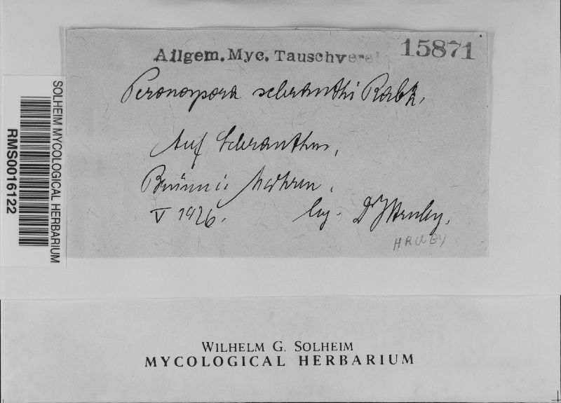 Peronosporaceae image