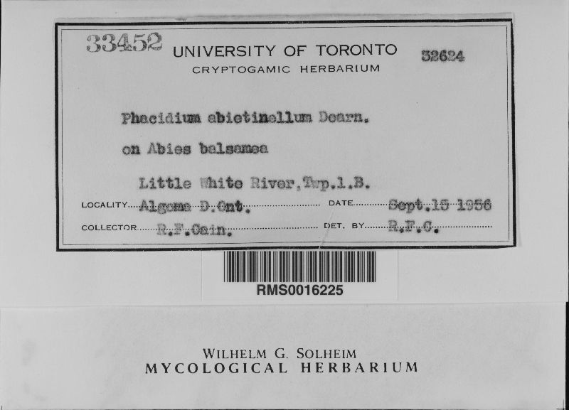 Nothophacidium abietinellum image